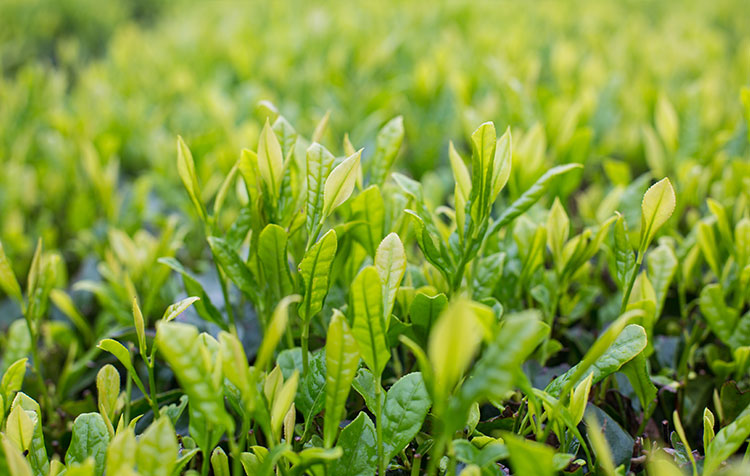 绿茶提取物